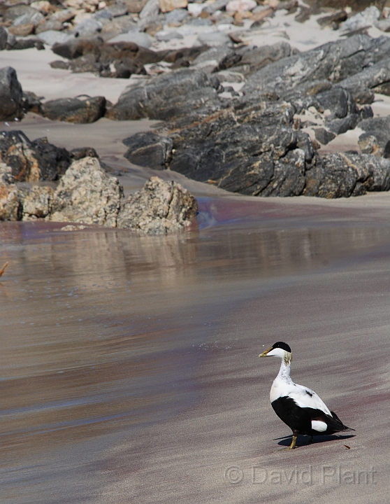 Eider male - A.JPG - Eider, male - Shetland Islands